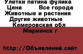 Улитки патина фулика › Цена ­ 10 - Все города Животные и растения » Другие животные   . Кемеровская обл.,Мариинск г.